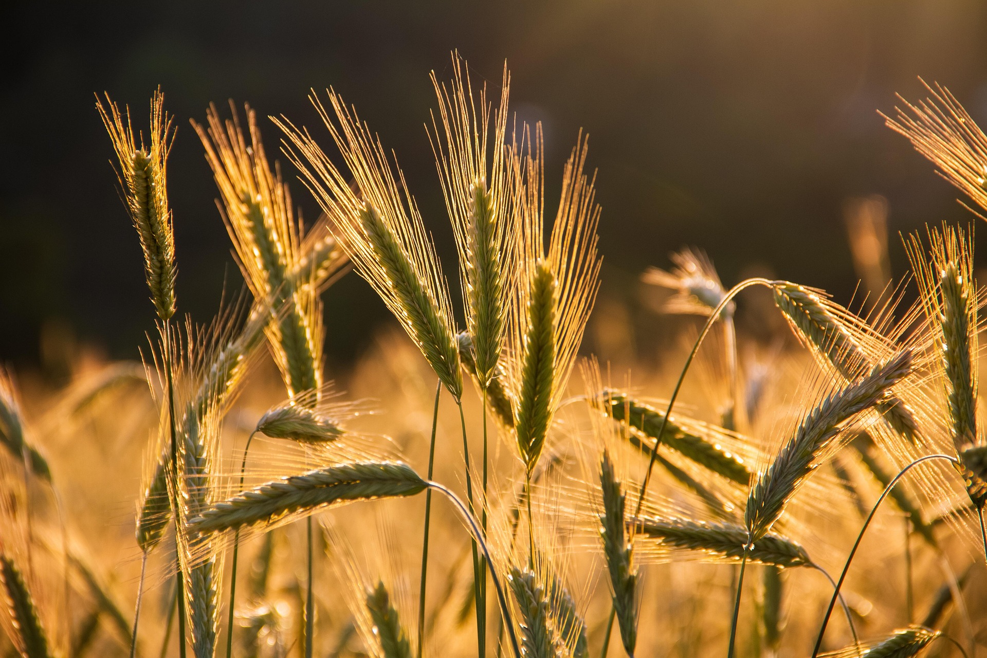 Harvest